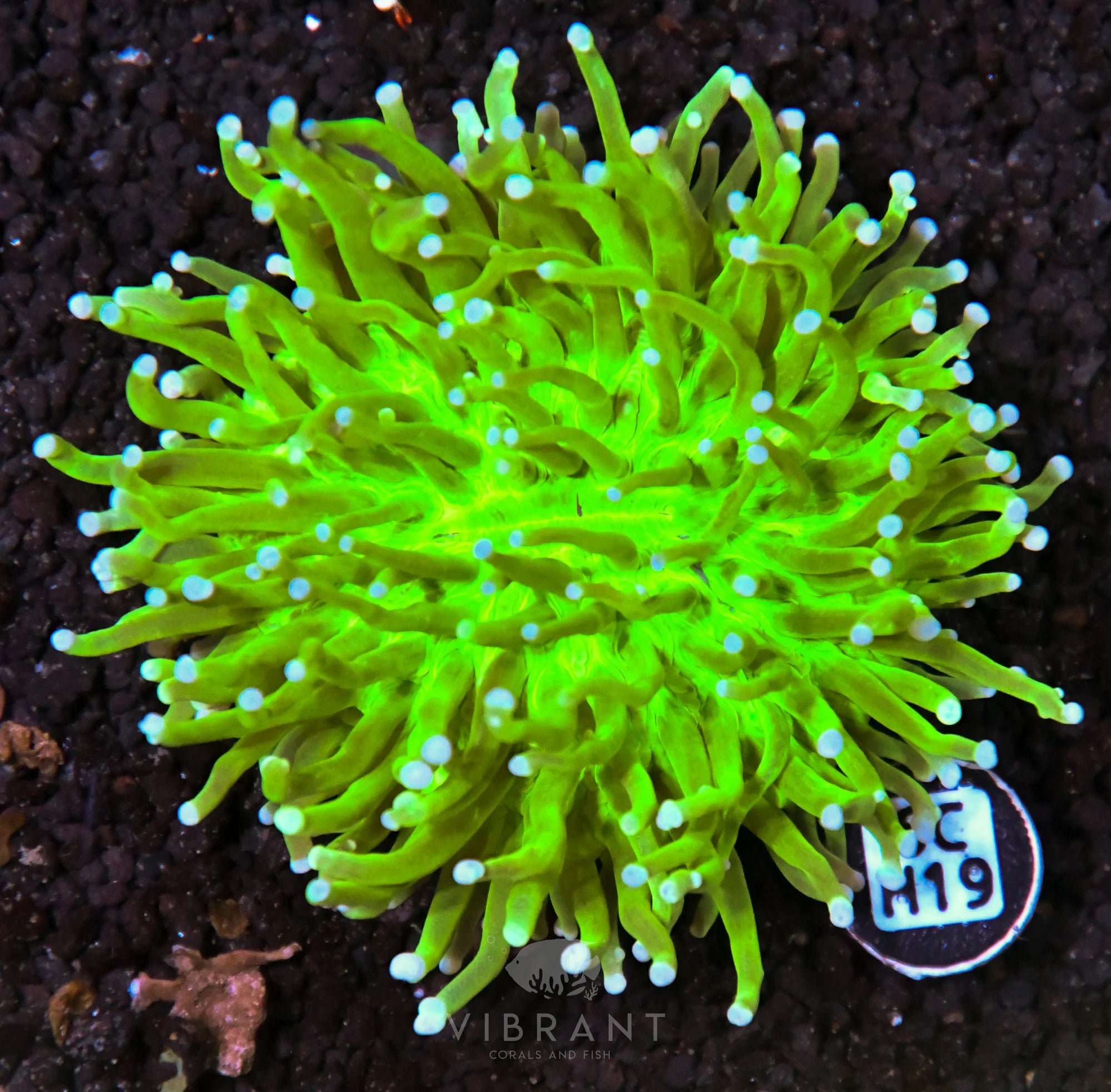 Heliofungia AUS
