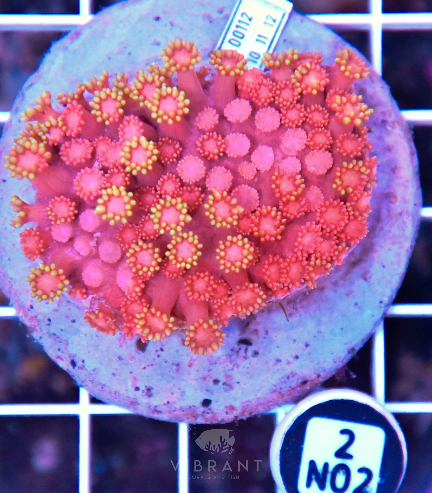 Goniopora INDO
