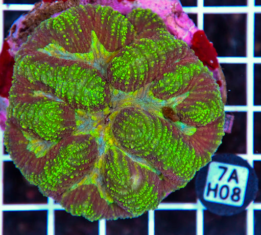Symphyllia INDO