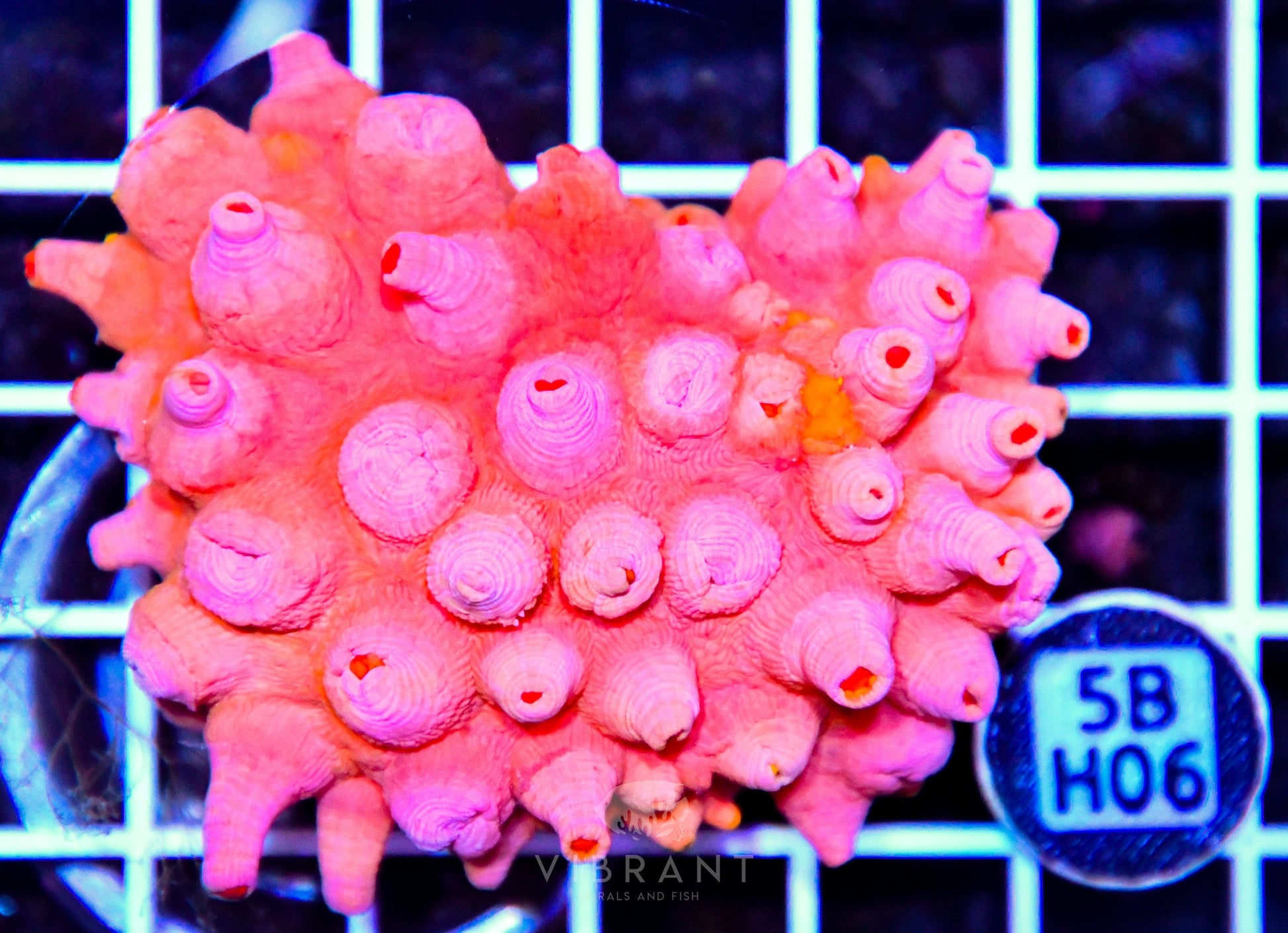 Sun Coral INDO W