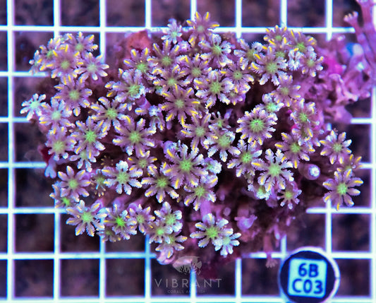 Clove Polyp INDO W