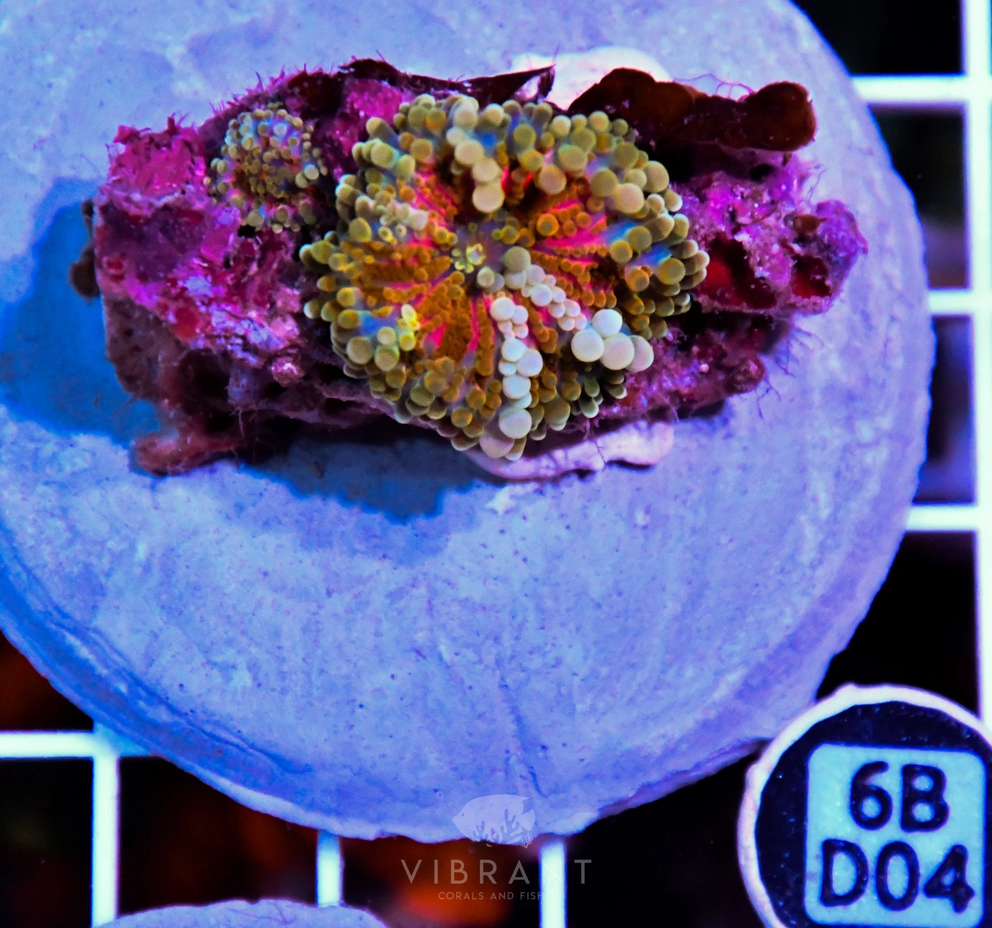 Mushroom INDO
