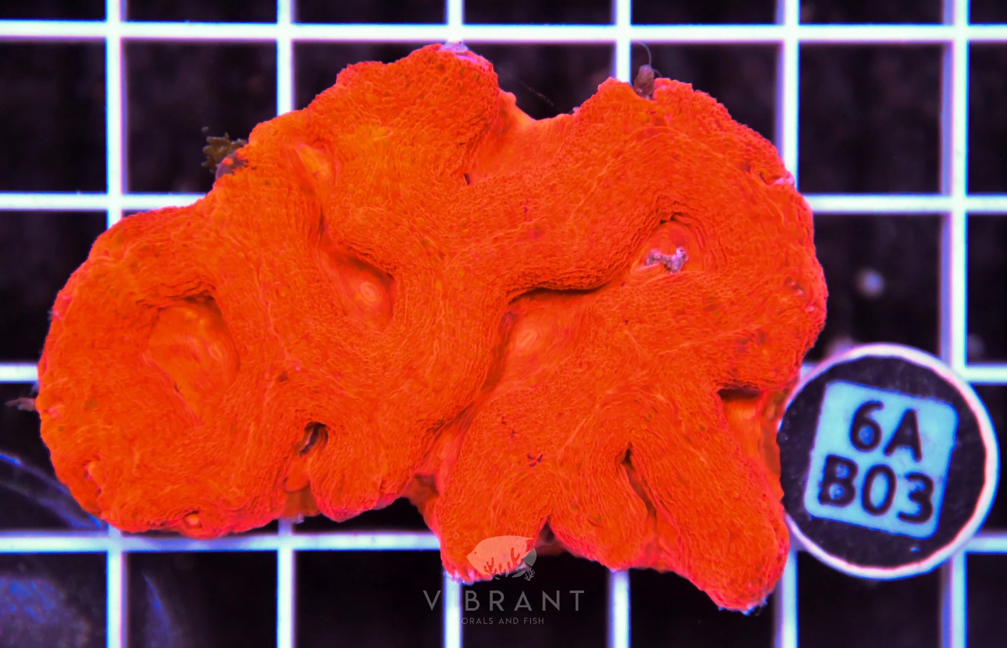 Acan Bower AUS