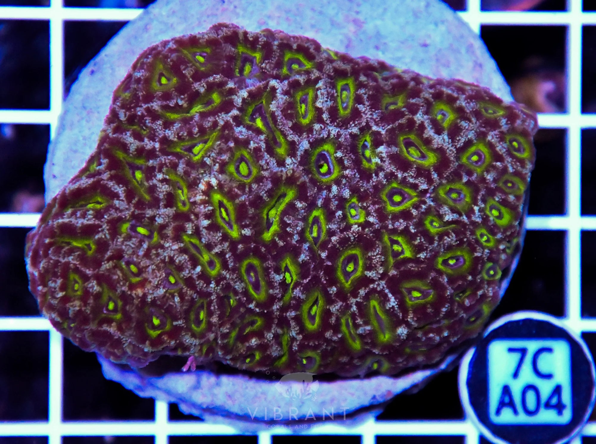 Micromussa INDO