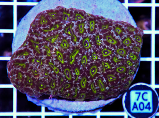 Micromussa INDO