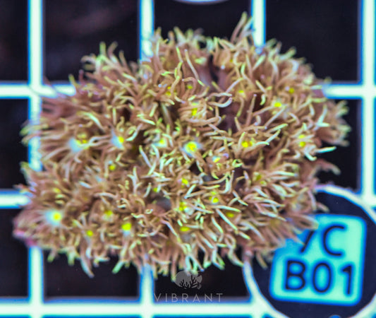 Frag Goniopora WAUS