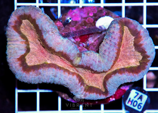 Symphyllia INDO