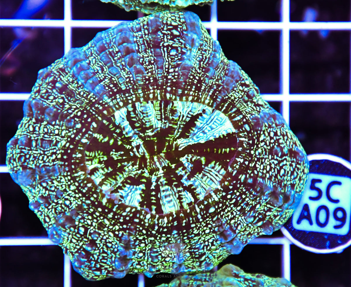 Acanthophyllia AUS