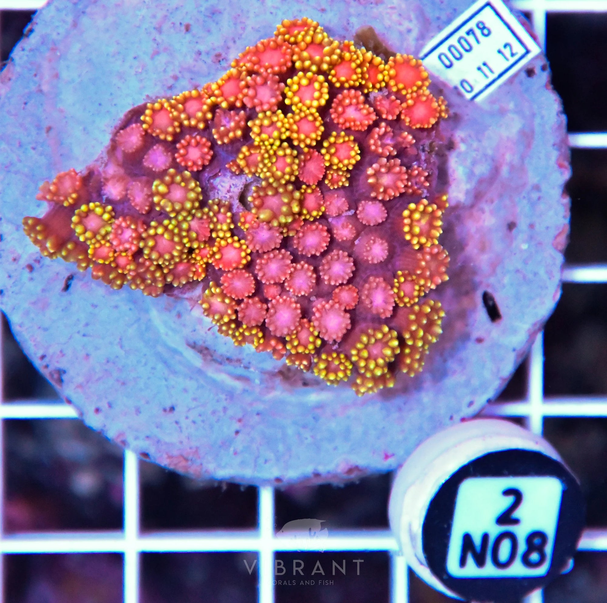 Goniopora INDO