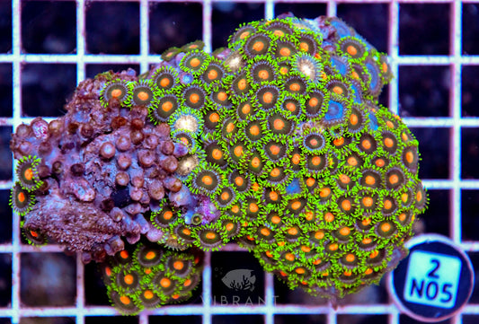 Zoa AUS