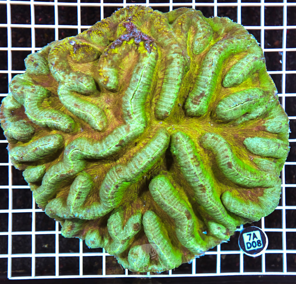 Symphyllia INDO