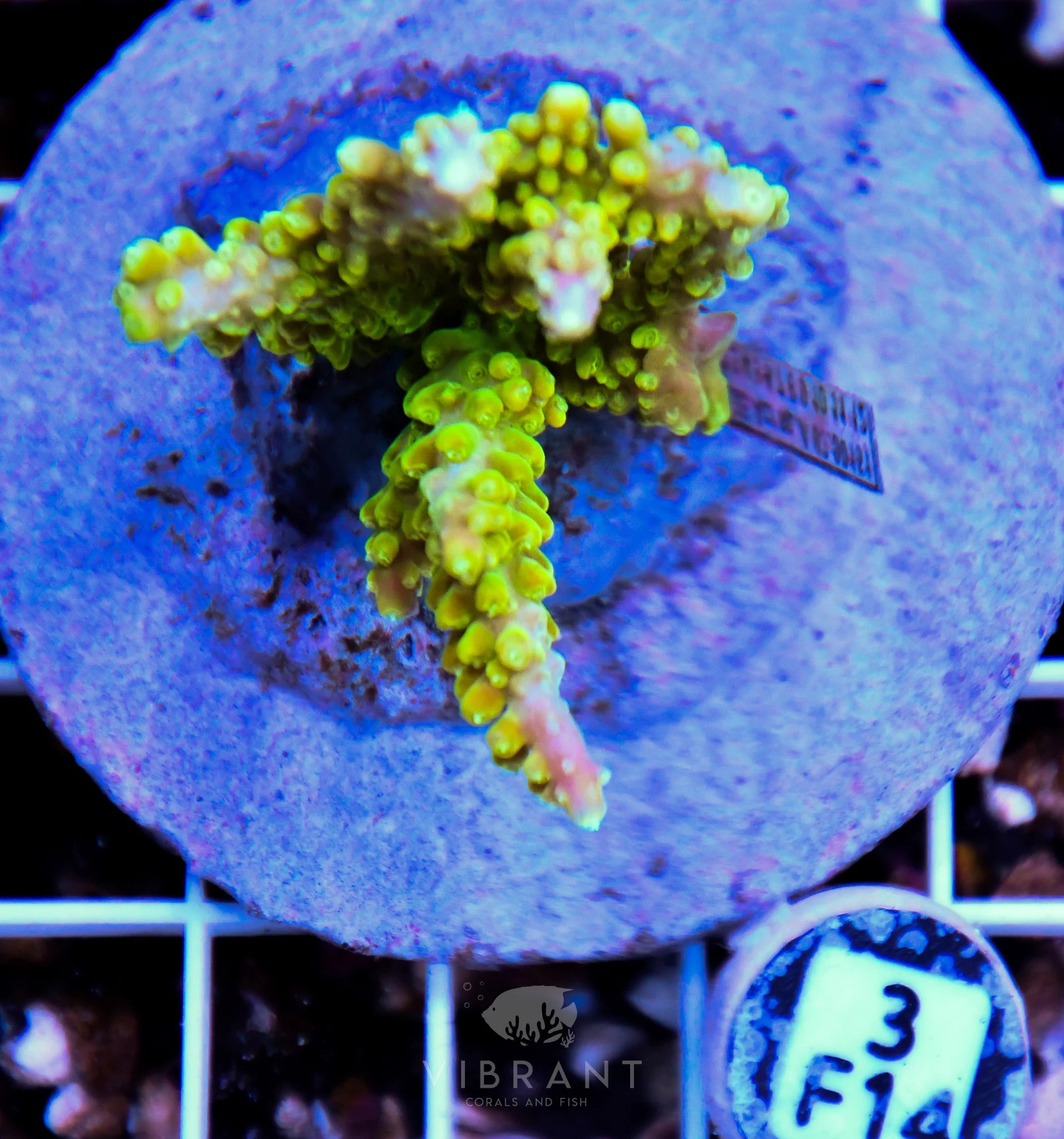 Acro INDO