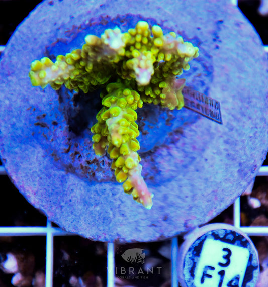 Acro INDO