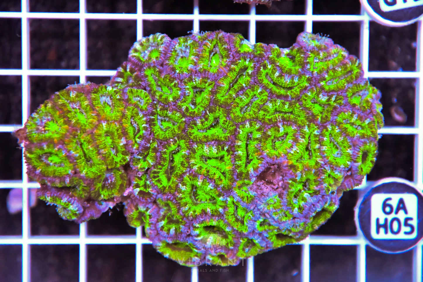 Acan Lord AUS