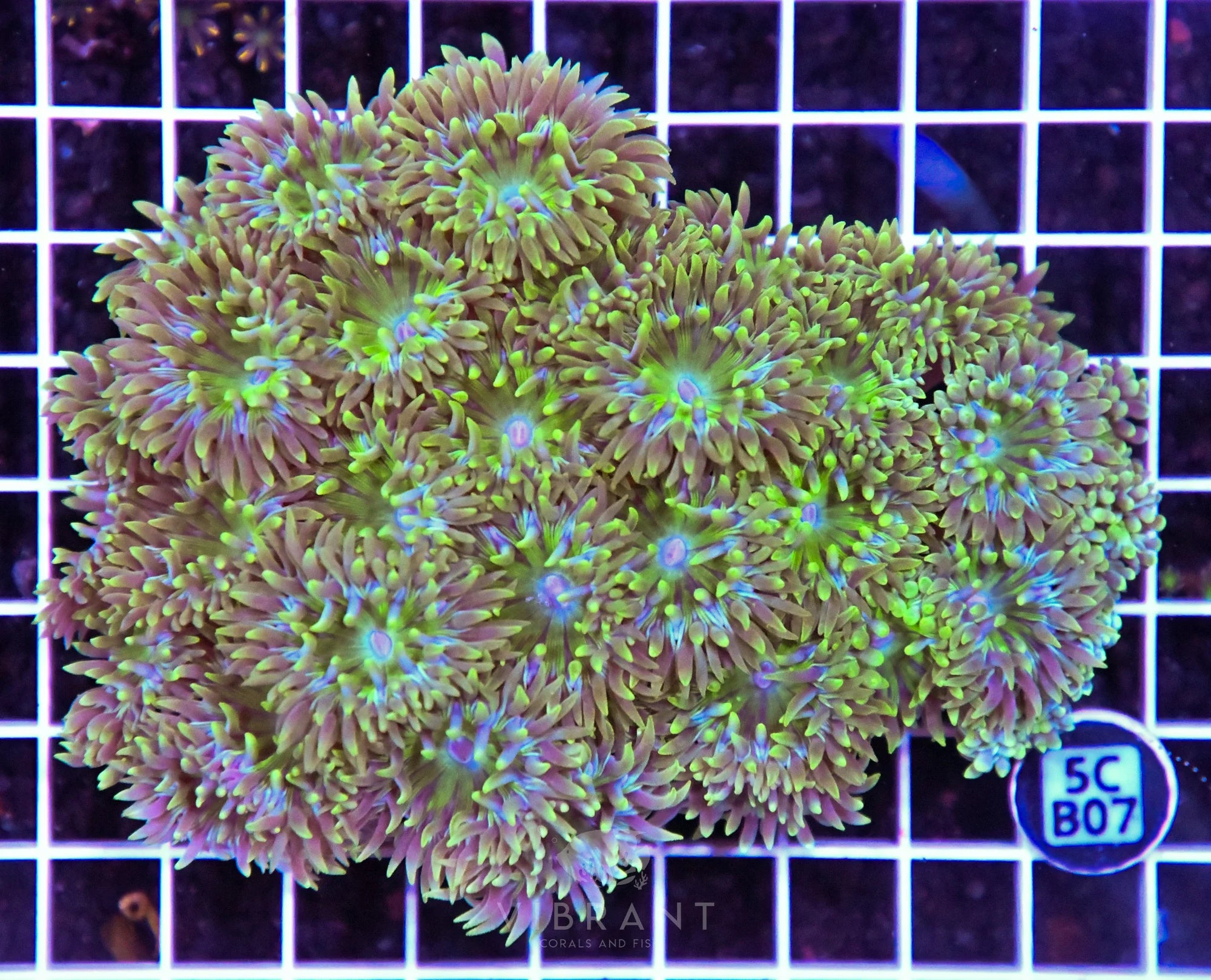 Duncan Colony AUS