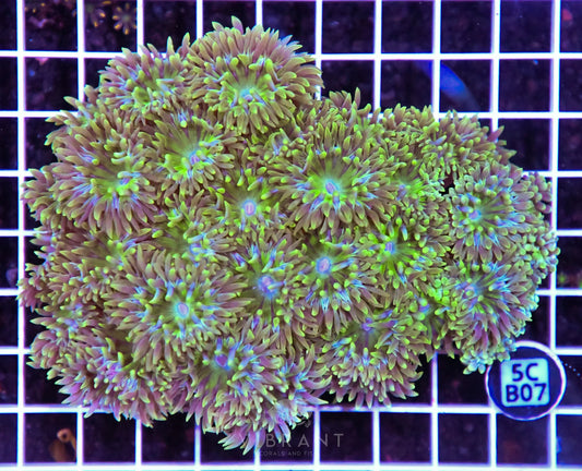 Duncan Colony AUS