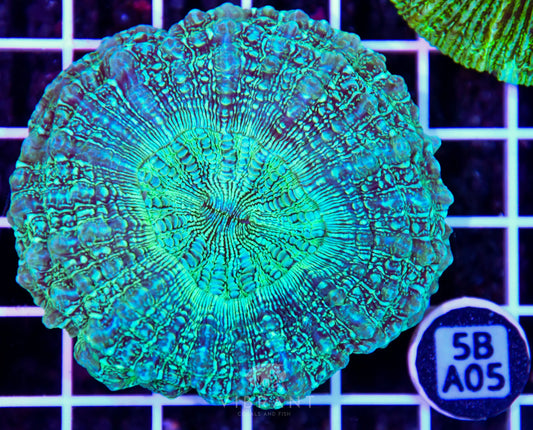 Acanthophyllia AUS