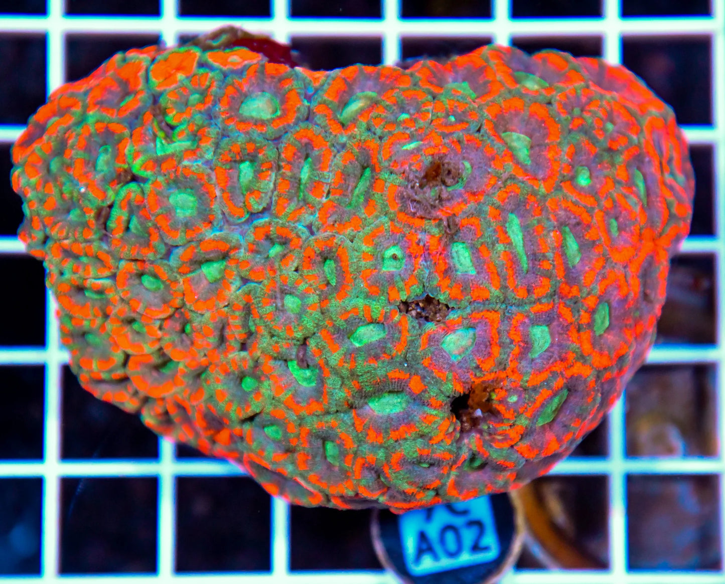 Micromussa INDO