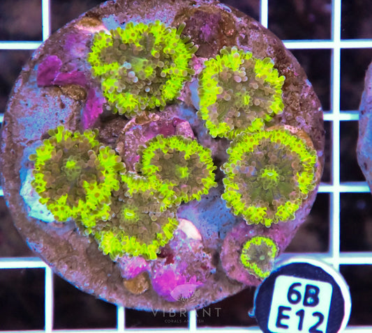 Mushroom INDO