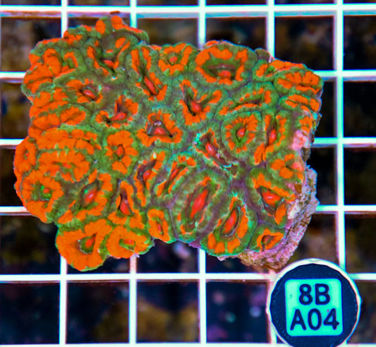 Micromussa WAUS