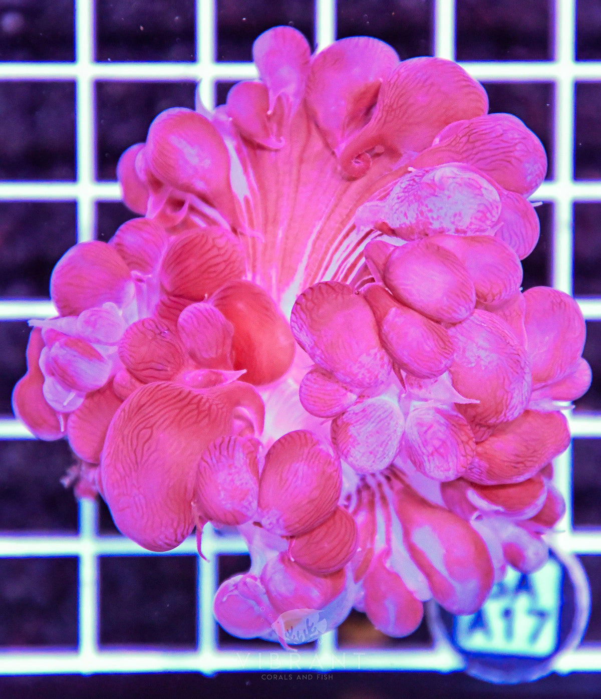 Bubble Coral AUS