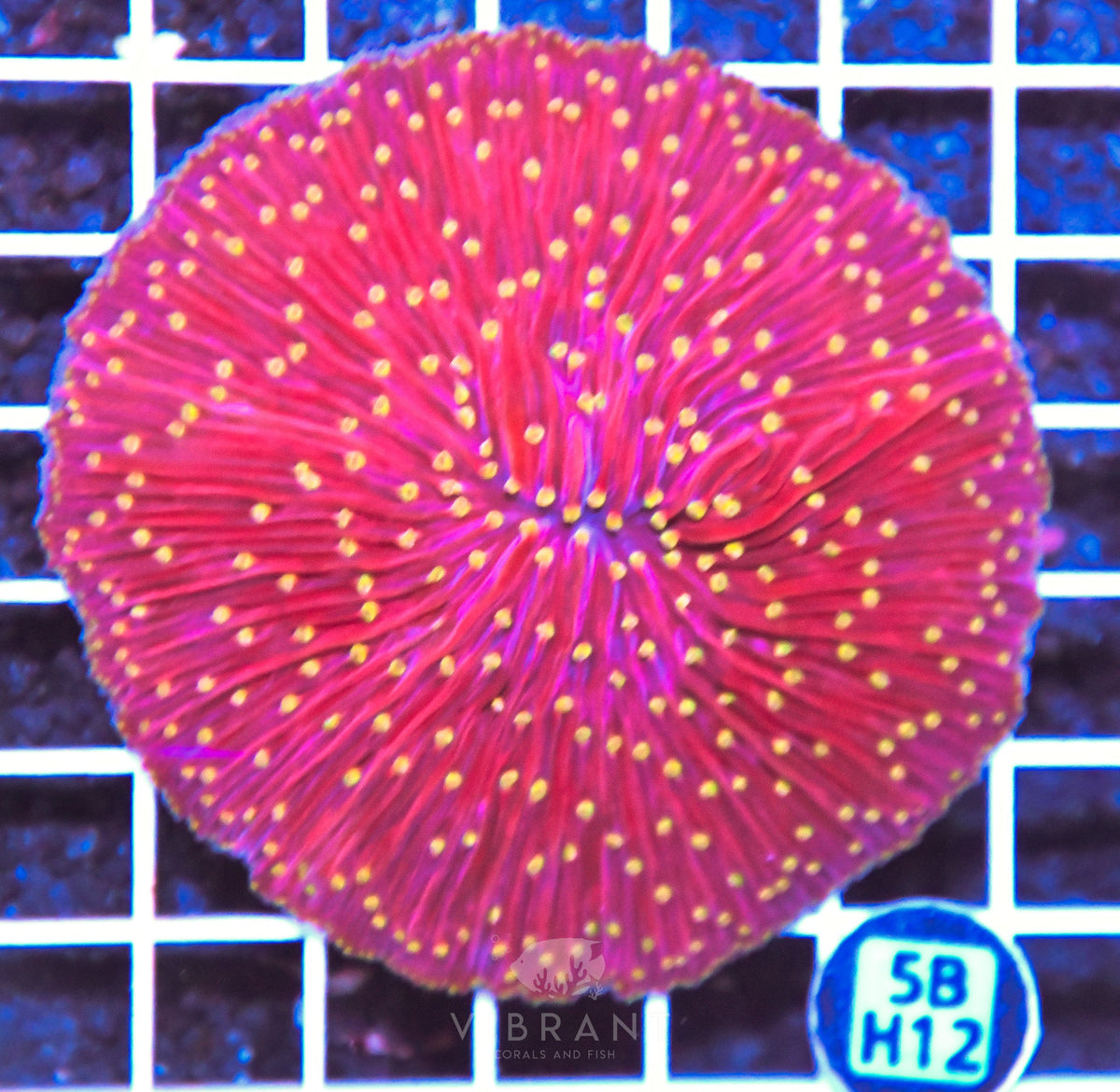 Fungia INDO