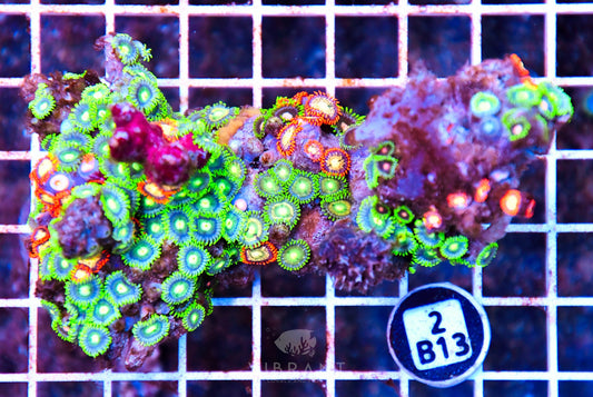 Zoa AUS