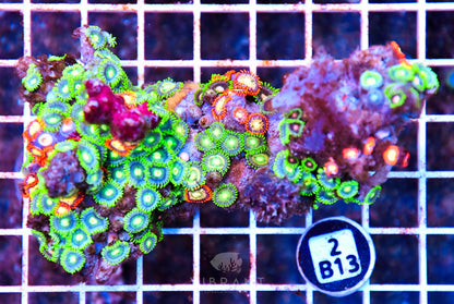 Zoa AUS