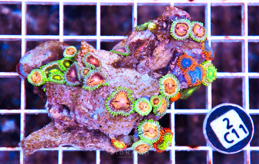 Zoa AUS