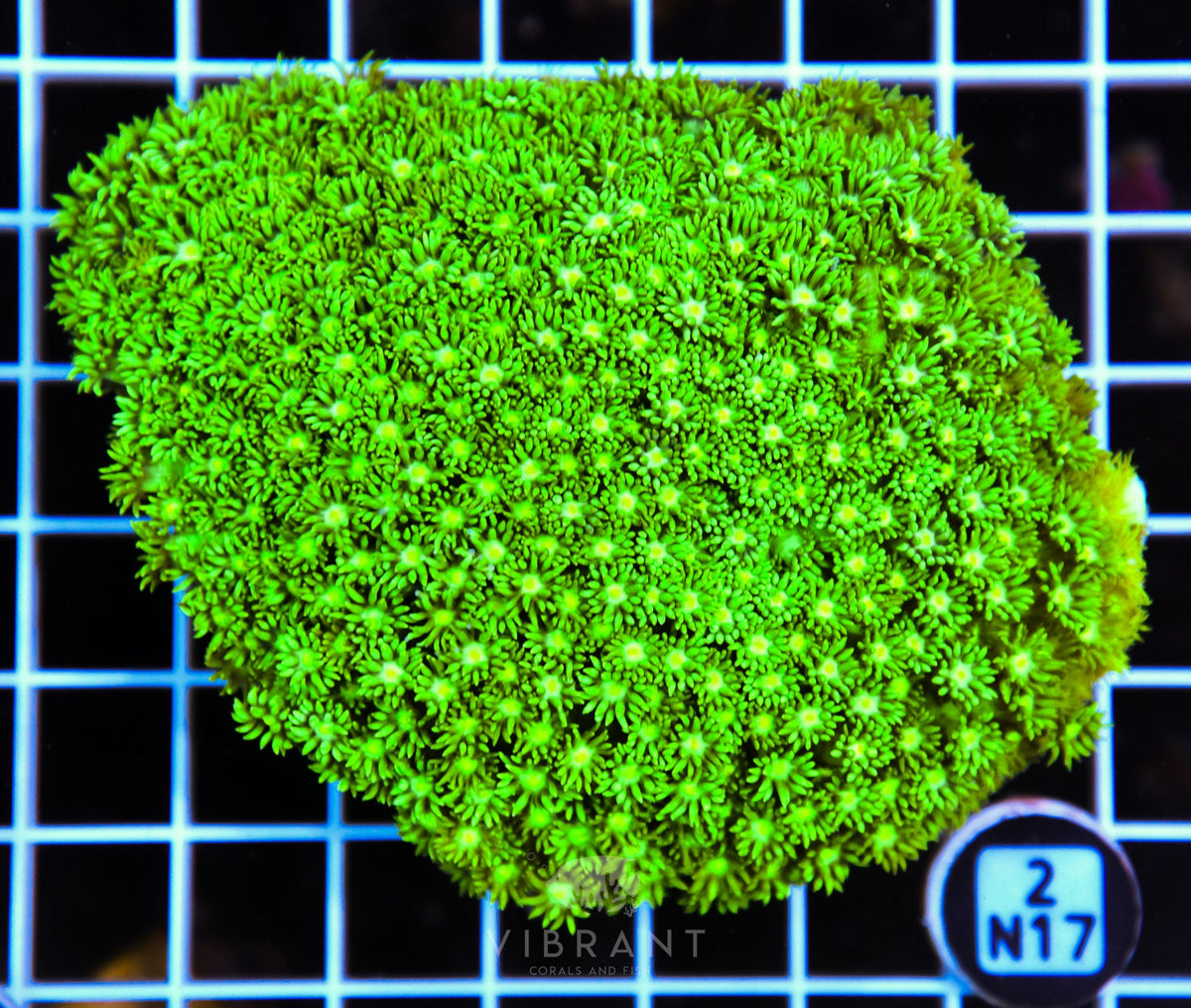 Goniopora AUS