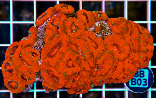 Micromussa WAUS