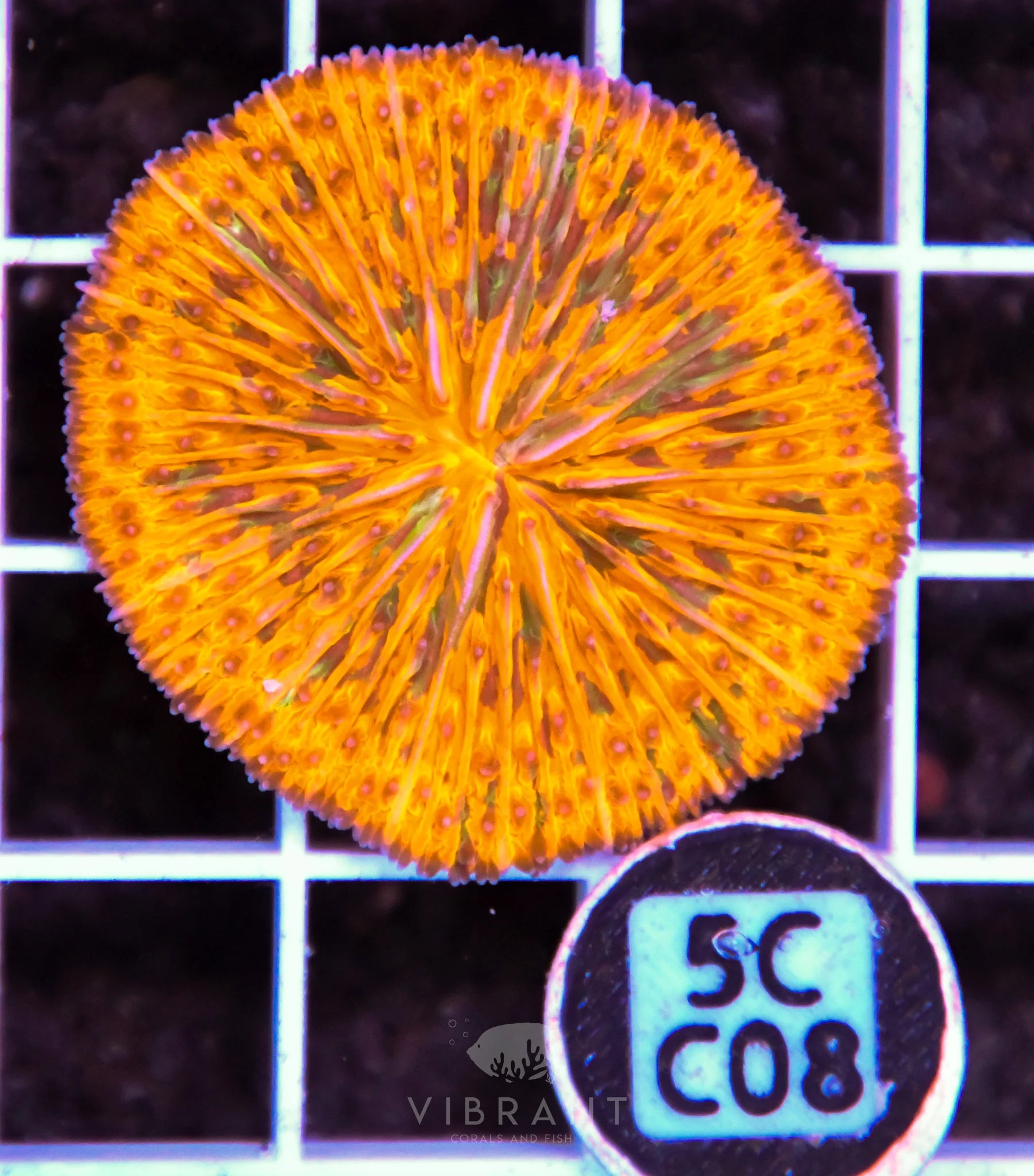 Fungia ORANGE AUS