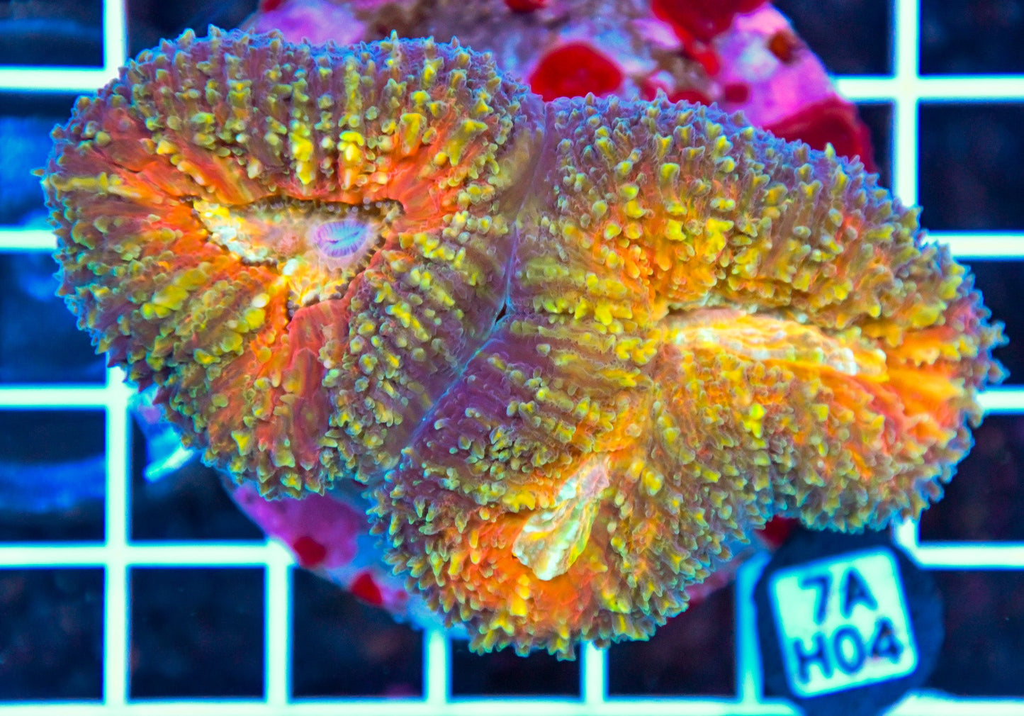 Symphyllia INDO