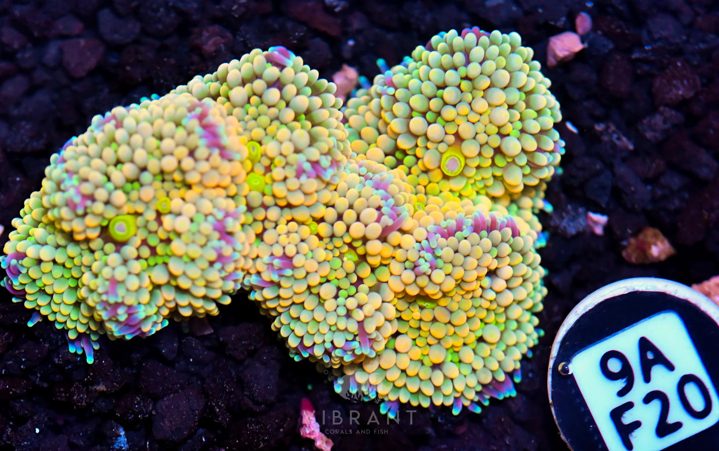 Ricordea Mushroom