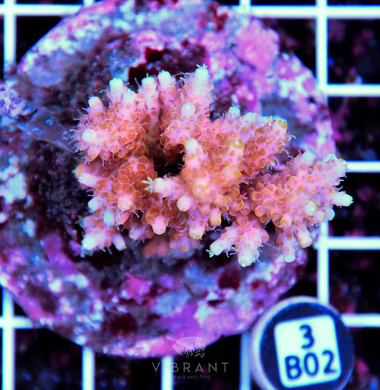 Acro INDO