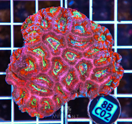 Micromussa WAUS
