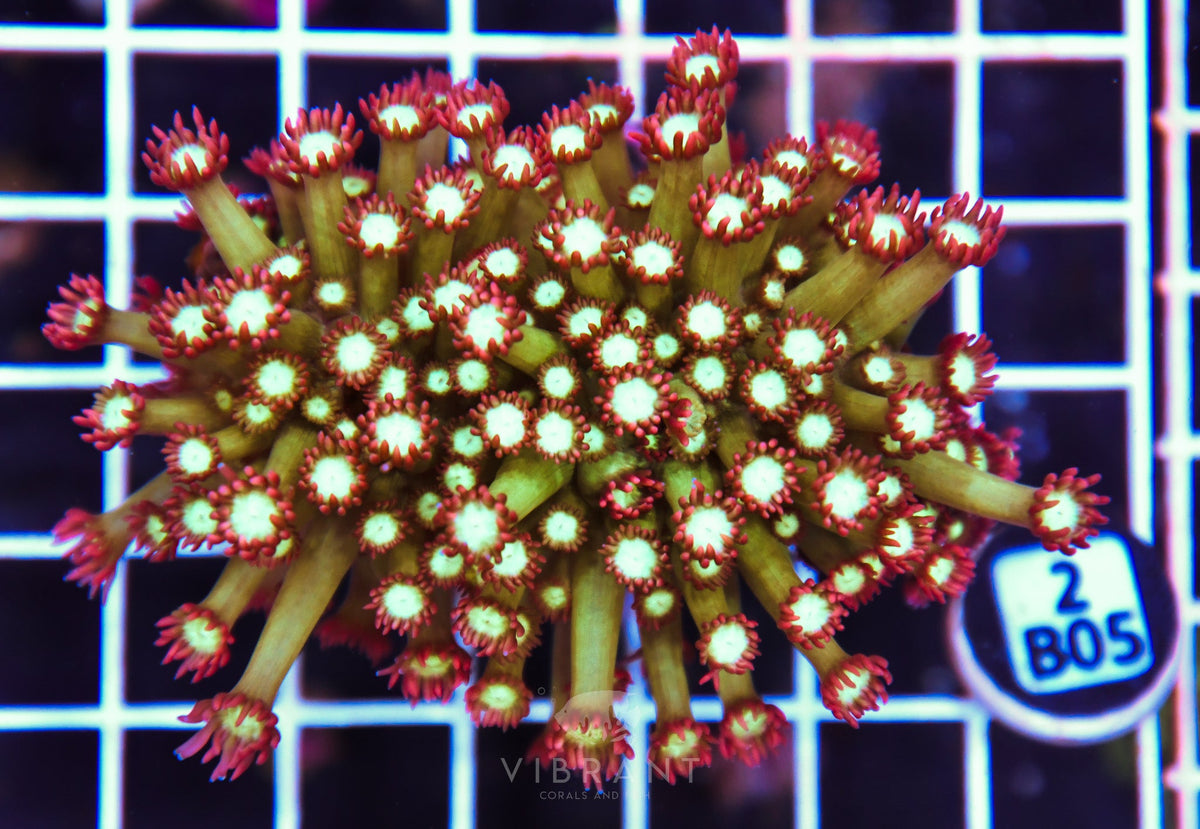 Goniopora INDO