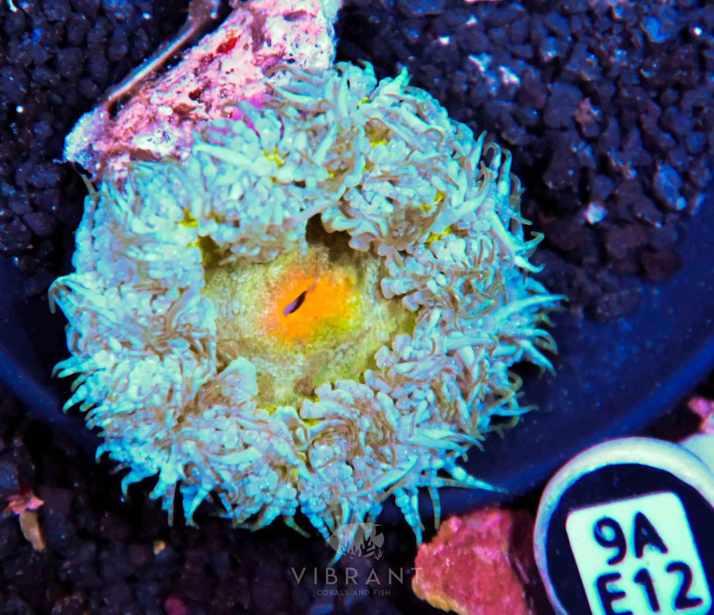 Rock Flower Anemone