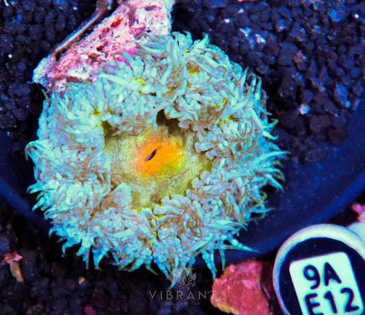 Rock Flower Anemone
