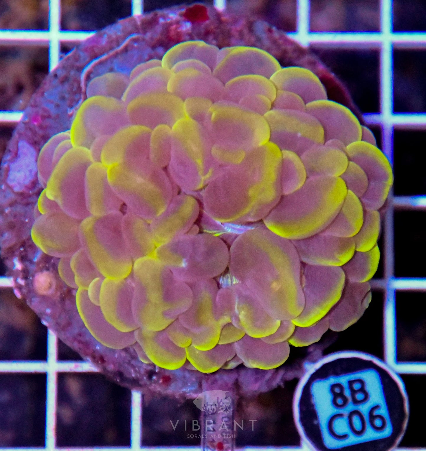 Bubble Coral INDO