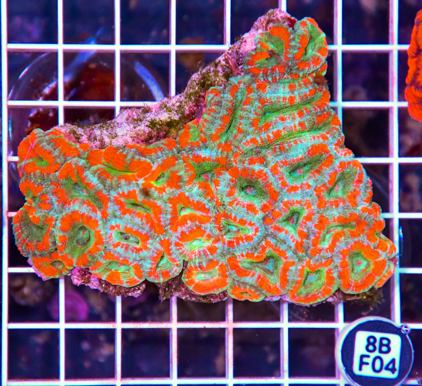 Micromussa WAUS