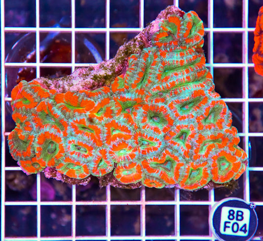 Micromussa WAUS
