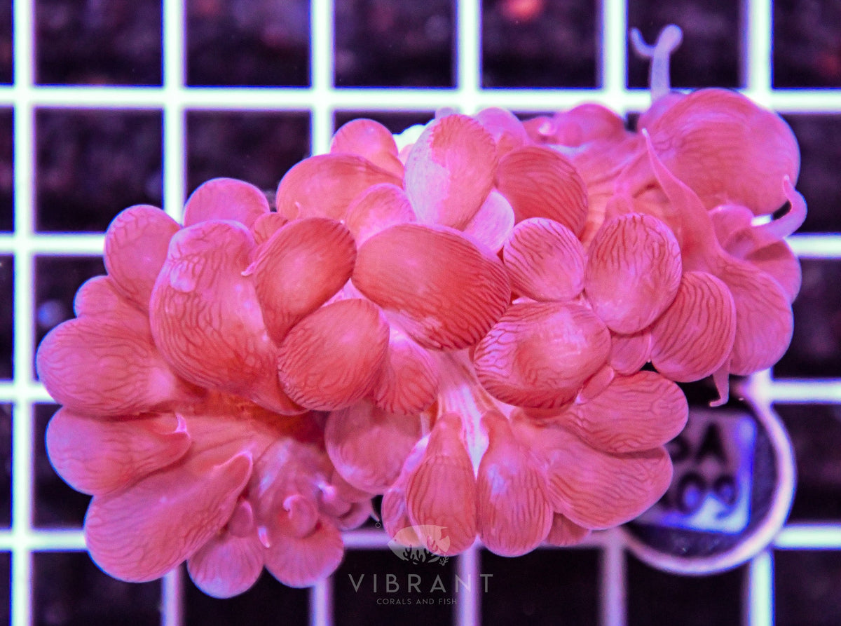 Bubble Coral AUS