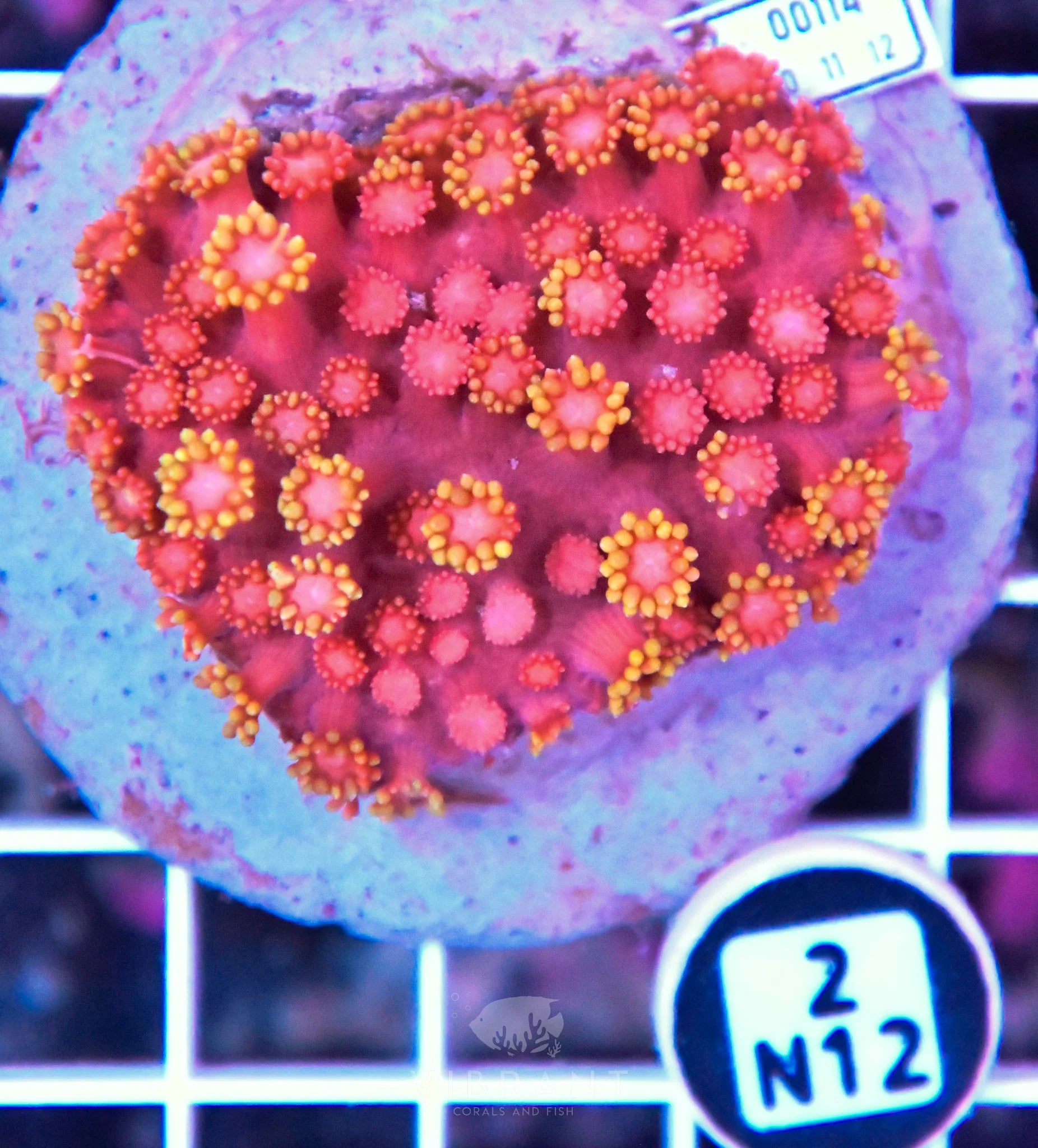 Goniopora INDO