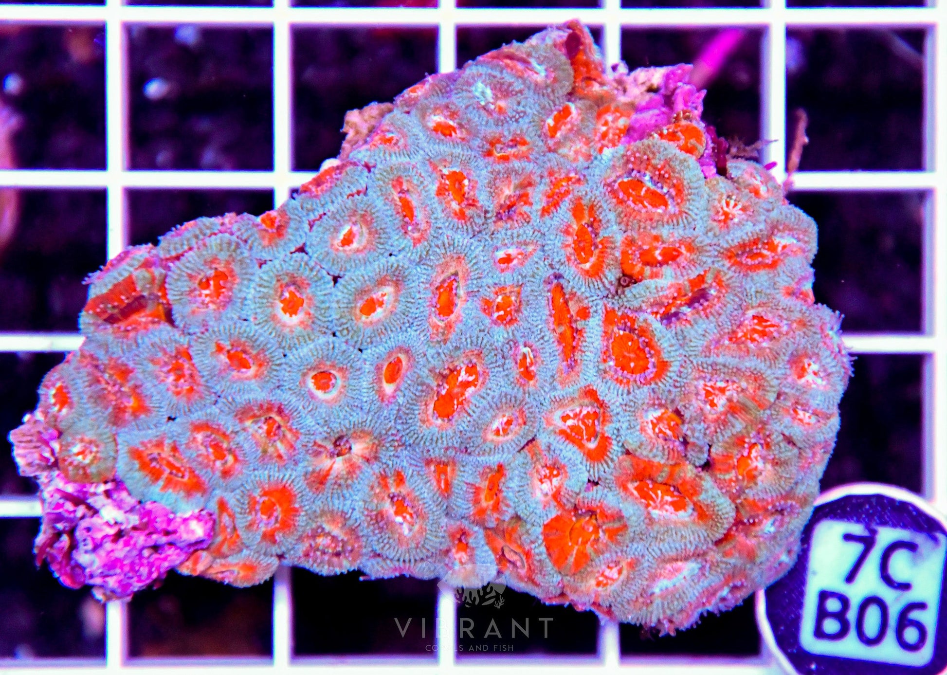 Micromussa INDO