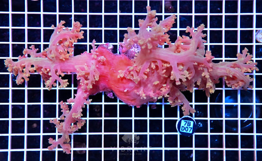 Carnation Coral INDO W