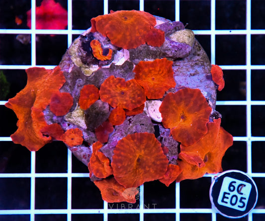 Mushroom INDO