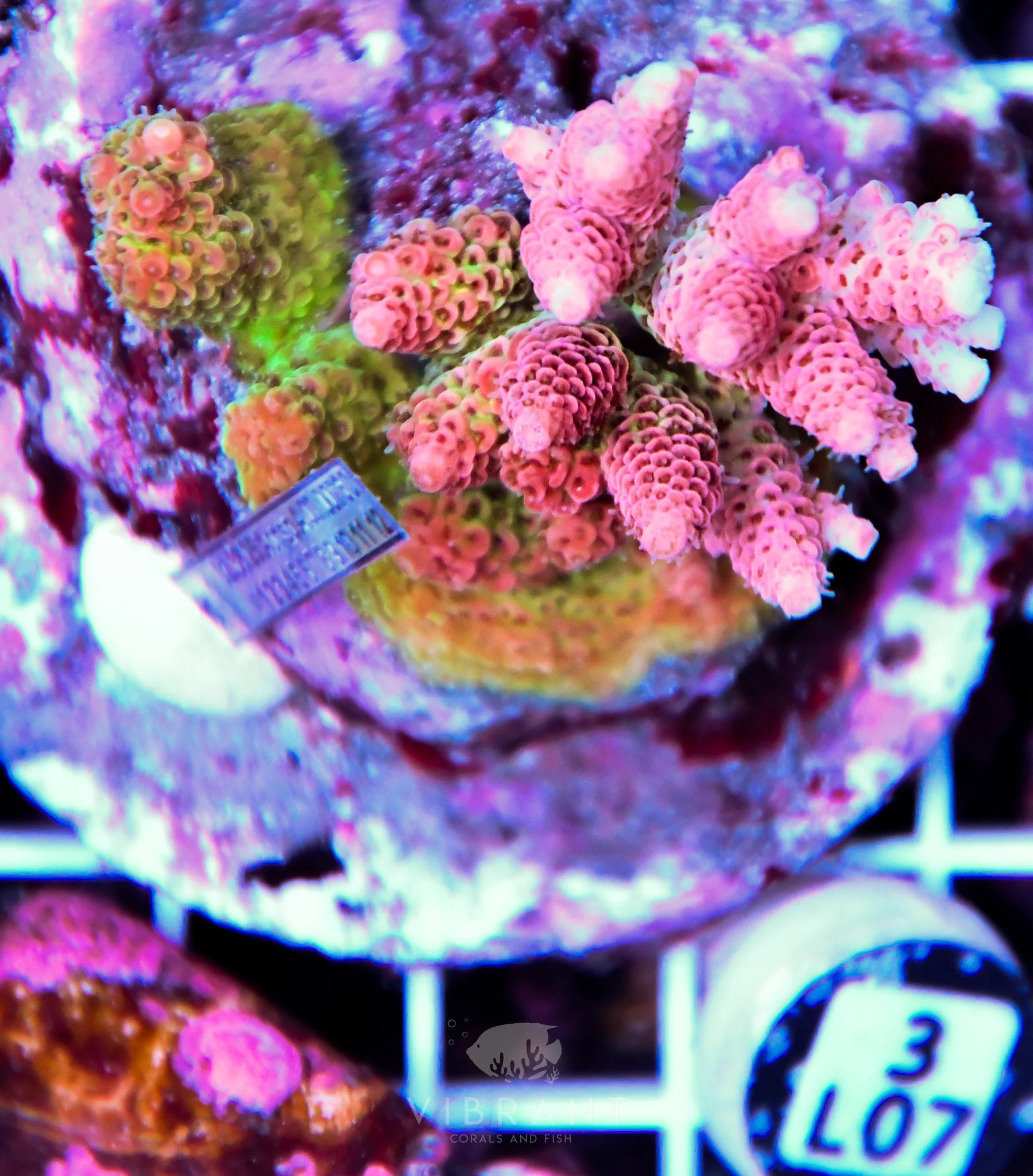 Acro INDO