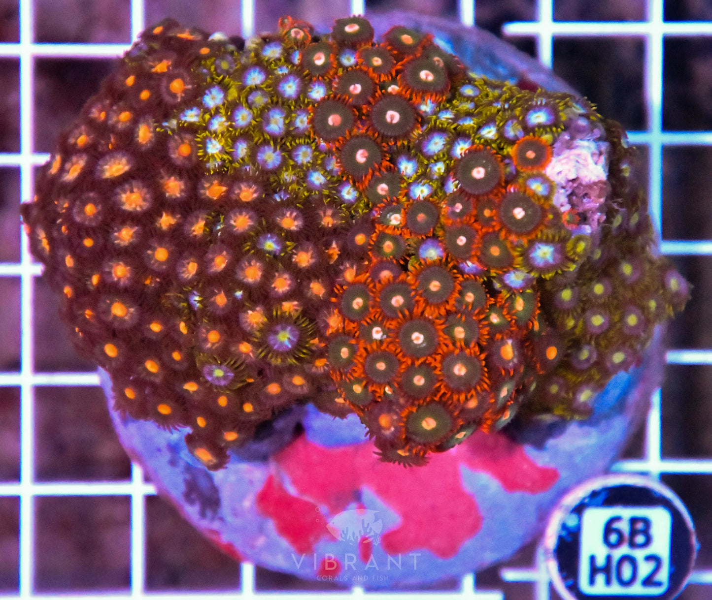 Zoa INDO