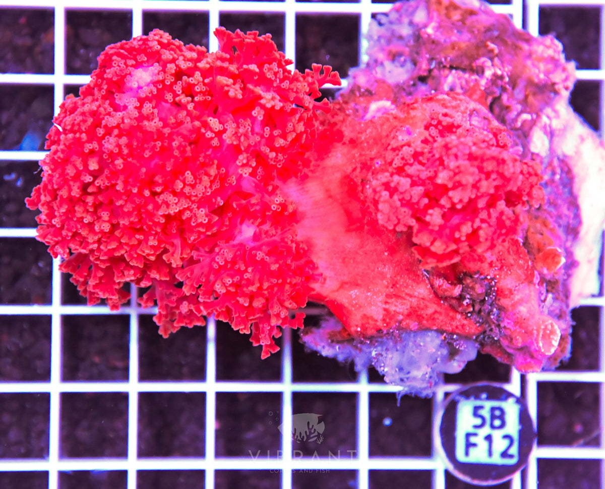 Carnation Coral INDO